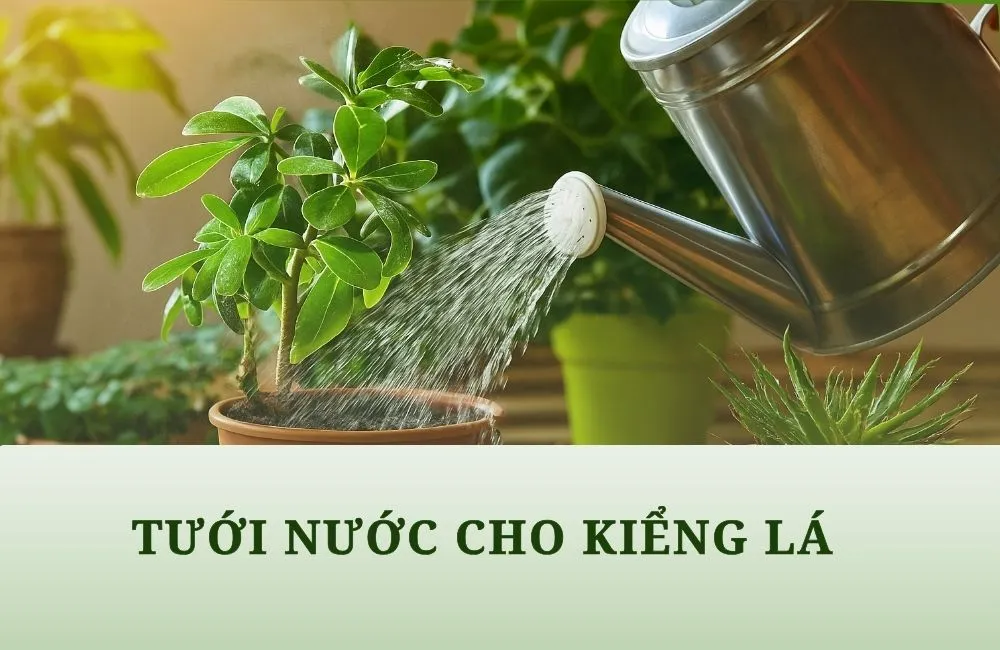 Cách tưới nước kiểng lá đúng