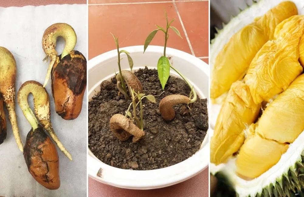 gieo hạt sầu riêng và chăm sóc