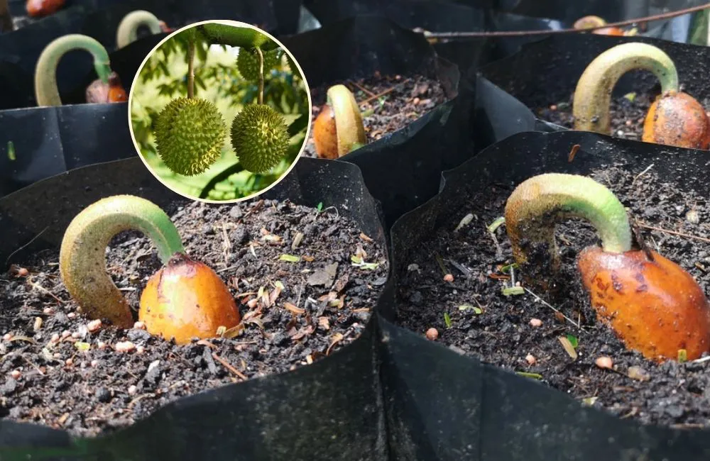 cách ươm hạt sầu riêng