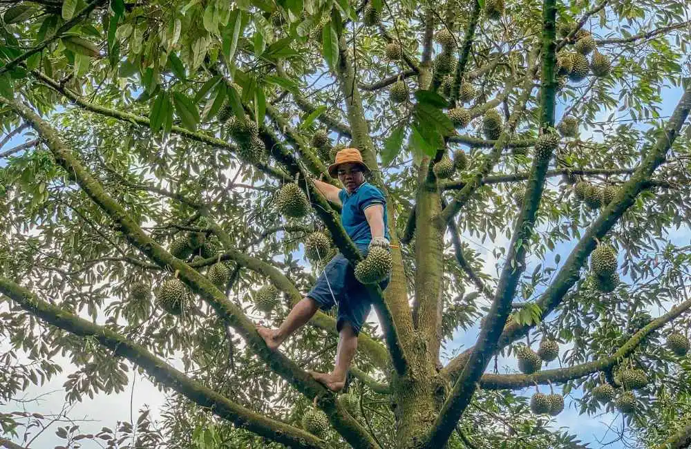 cách ươm hạt sầu riêng