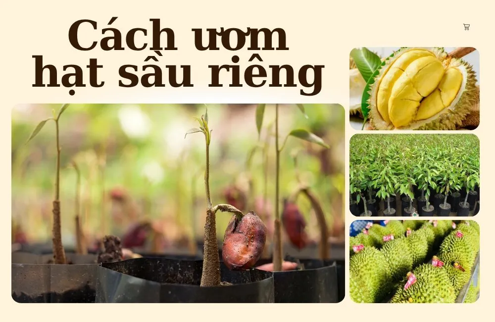 cách ươm hạt sầu riêng