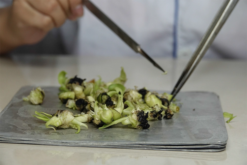 Kỹ thuật viên trong phòng thí nghiệm đang cắt và cấy mẫu đỉnh sinh trưởng chuối cấy mô trong tủ vô trùng