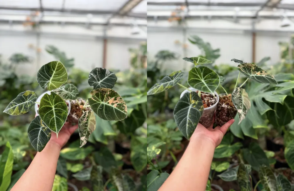 Quy cách cây giống Alocasia