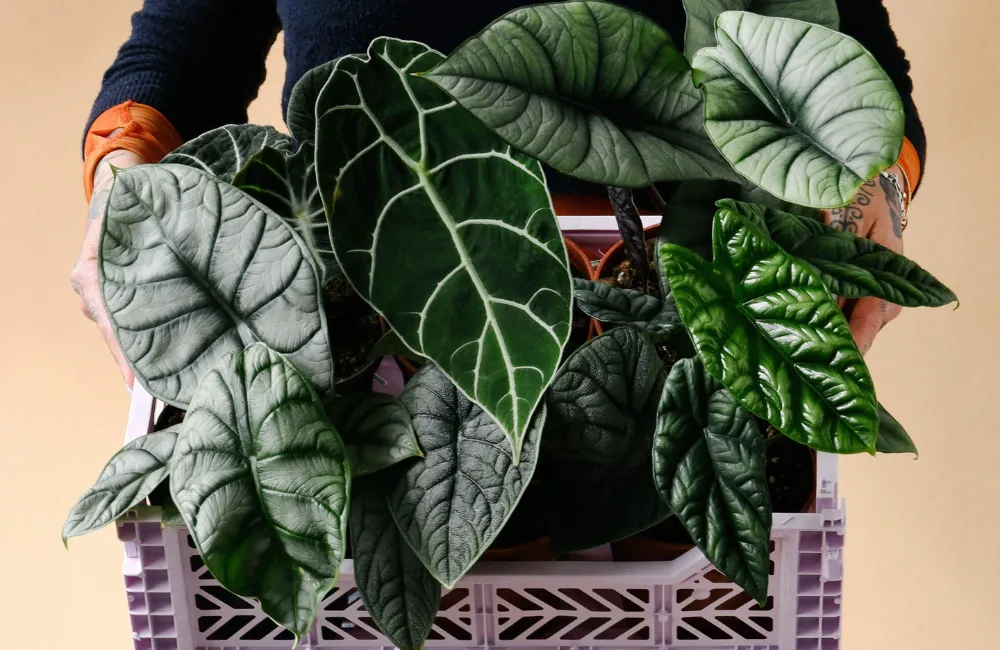 Giá bán cây Alocasia cấy mô hiện nay