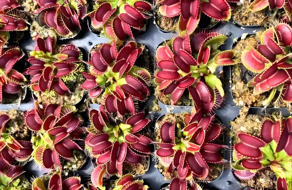 Chu kỳ sinh trưởng cây bẫy kẹp cấy mô