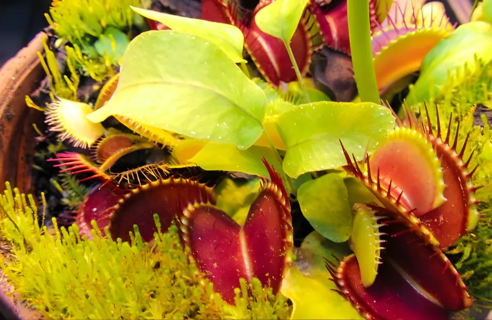 Cách chăm cây bẫy kẹp cấy mô cho người mới