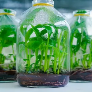 Cây chuối cấy mô