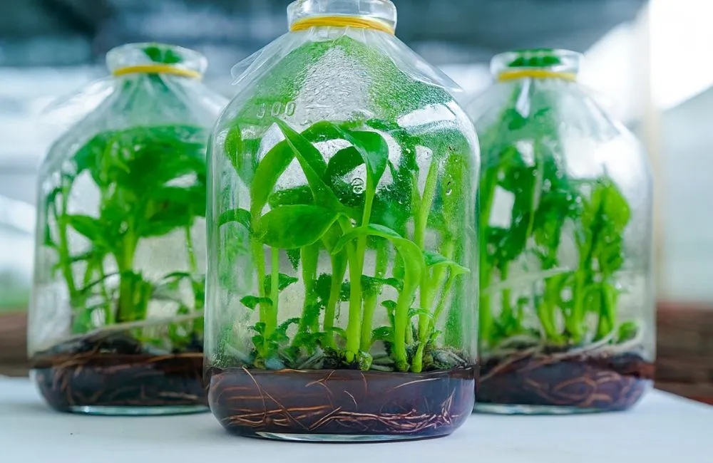 Chuối Var Cấy Mô