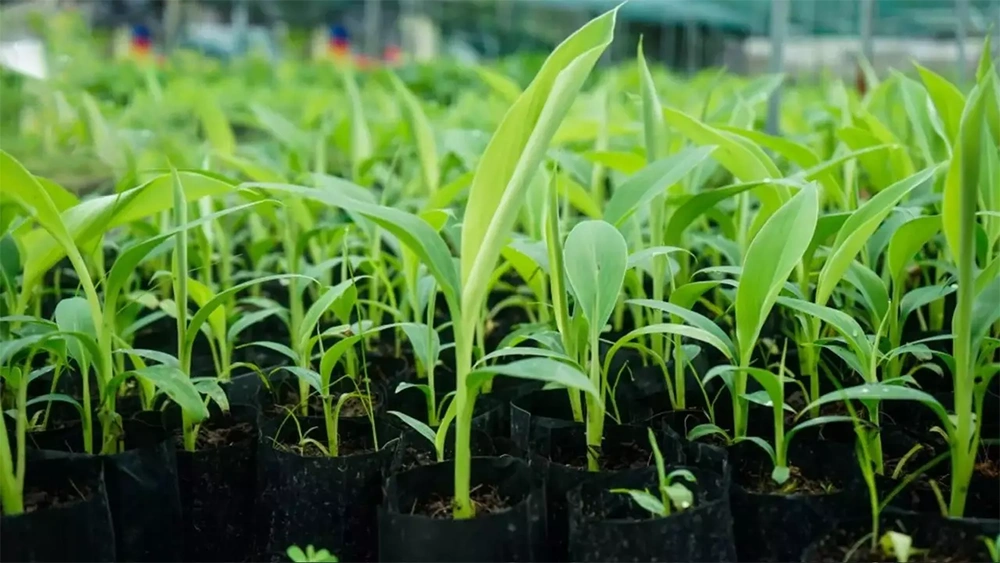 Cây chuối cấy mô sạch bệnh, đồng đều và năng suất cao cho vườn trồng