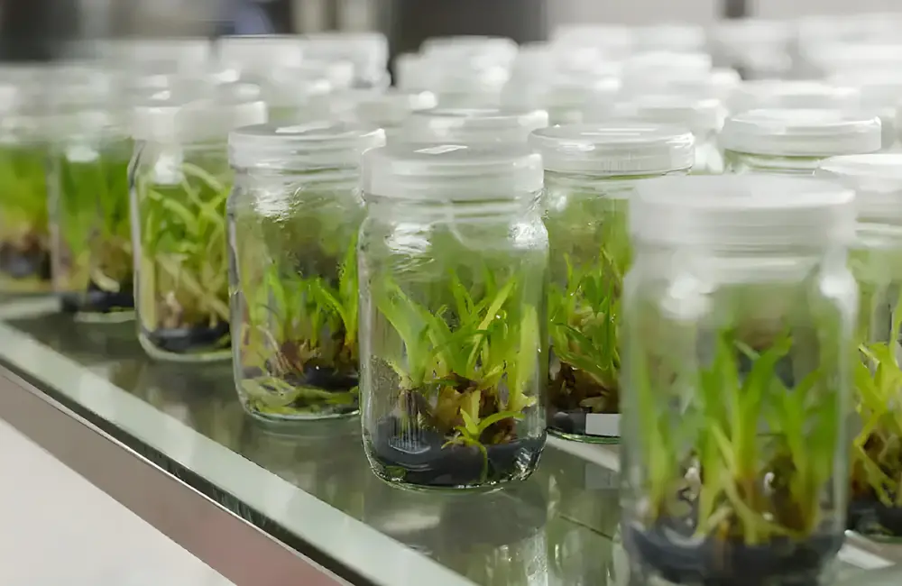 Ưu điểm nổi bật của đàn hương cấy mô