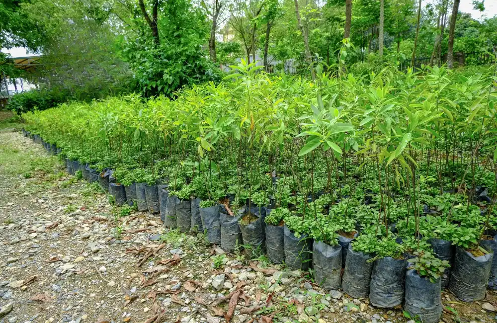 Điều kiện sinh thái phù hợp trồng đàn hương