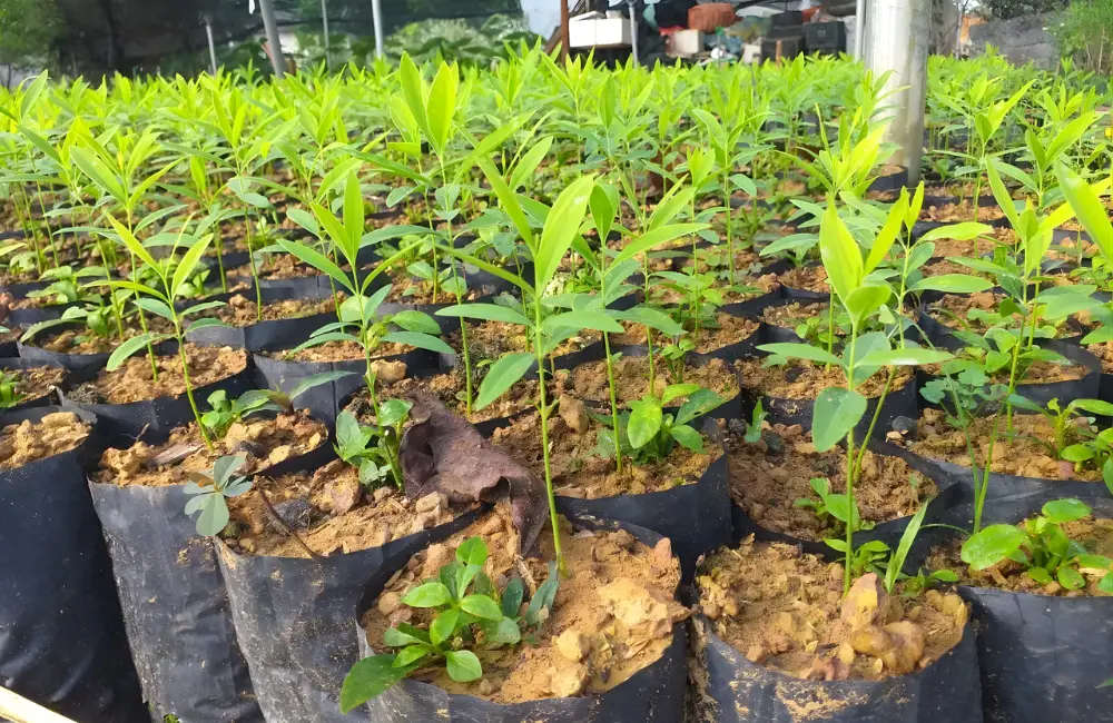 Cây đàn hương cấy mô là gì?