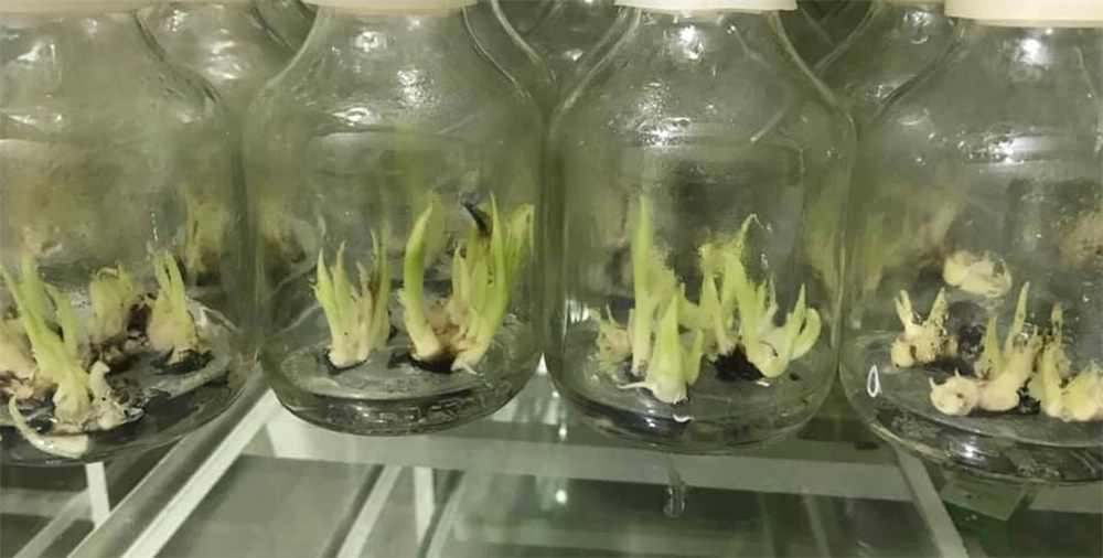 Kỹ thuật trồng chuối cấy mô bắt đầu từ việc nhân giống trong môi trường vô trùng bằng mô đỉnh sinh trưởng, giúp cây sạch bệnh, đồng đều di truyền và đạt tỷ lệ sống cao hơn