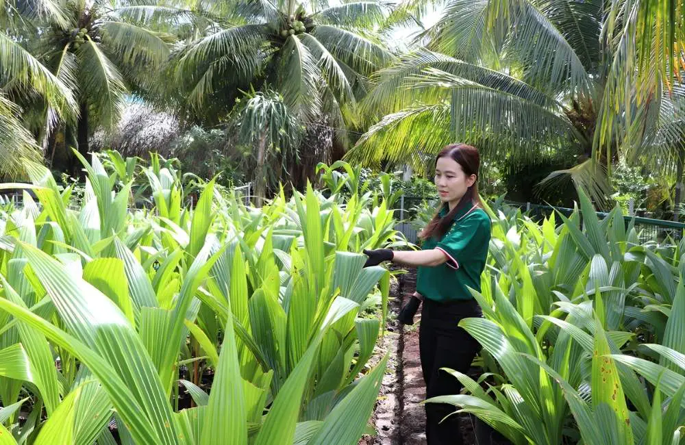 Giai đoạn phôi non dừa sáp cấy mô