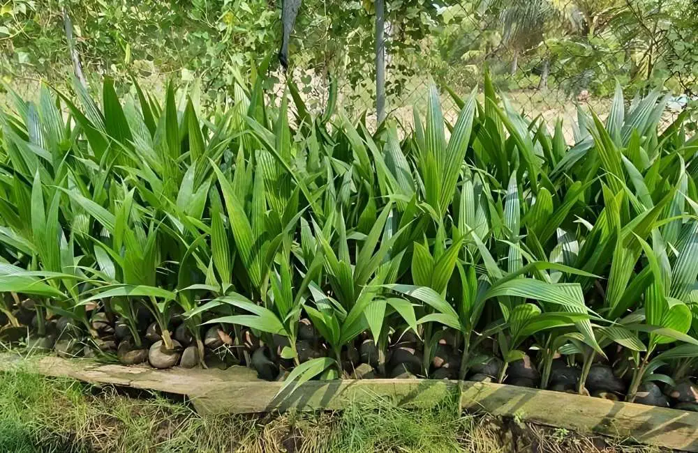 Phôi trung bình cây dừa sáp cấy mô