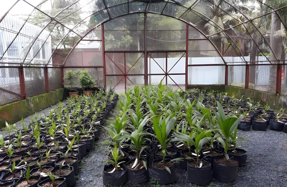 Giai đoạn phôi già của dừa sáp cấy mô