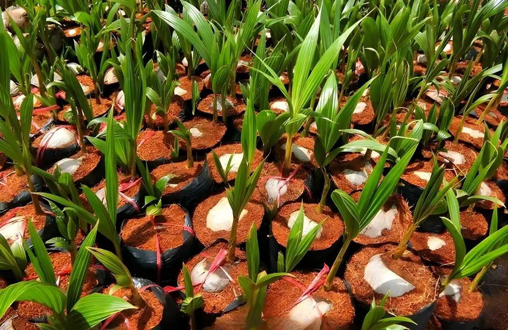 Phôi chín dừa sáp cấy mô