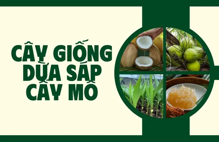 Cách tạo ra cây giống dừa sáp cấy mô in-vitro chất lượng