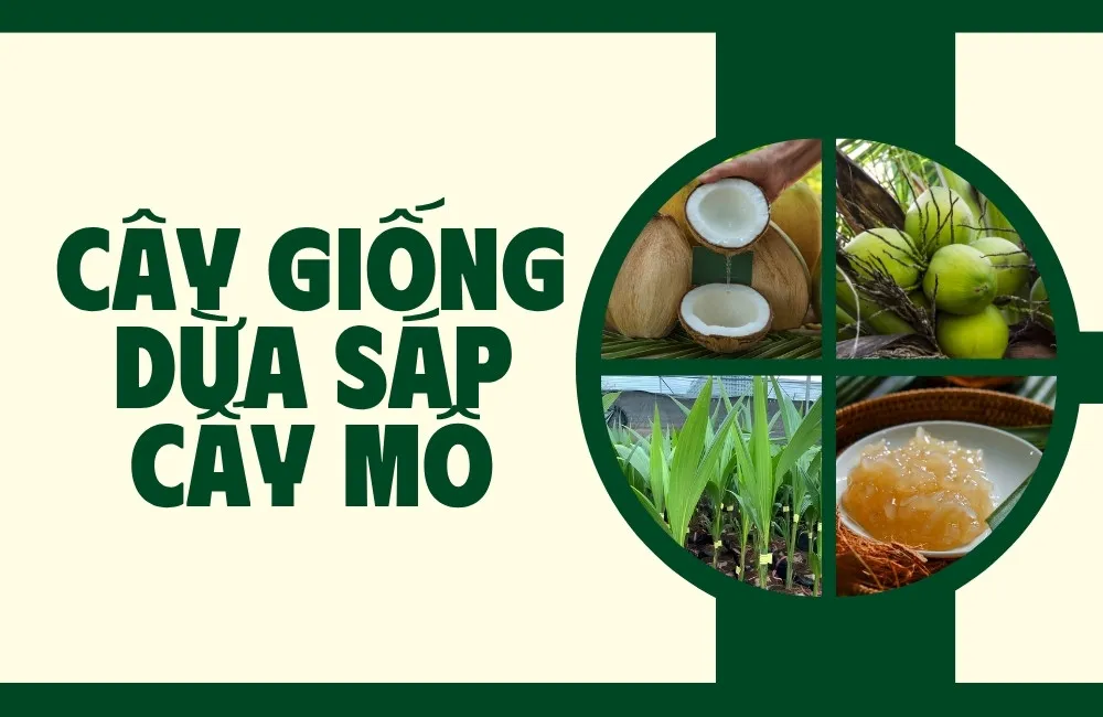 cây giống dừa sáp cấy mô