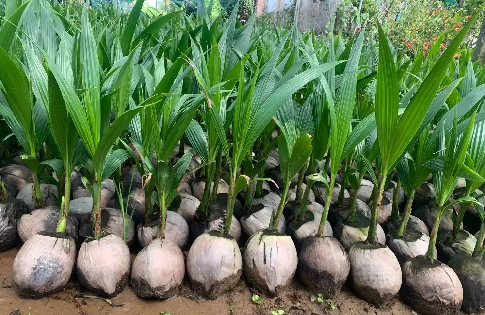 Lợi ích khi nhân giống dừa sáp bằng phương pháp cấy mô
