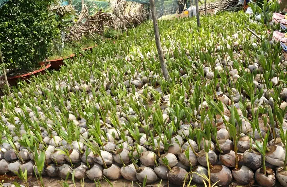 Phương pháp khử trùng phôi dừa sáp mô