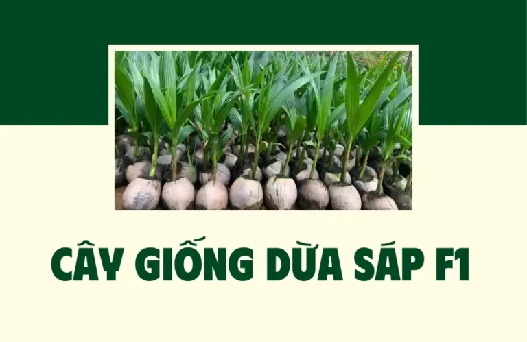 Cây giống dừa sáp F1 và tiêu chuẩn khử trùng phôi sạch bệnh