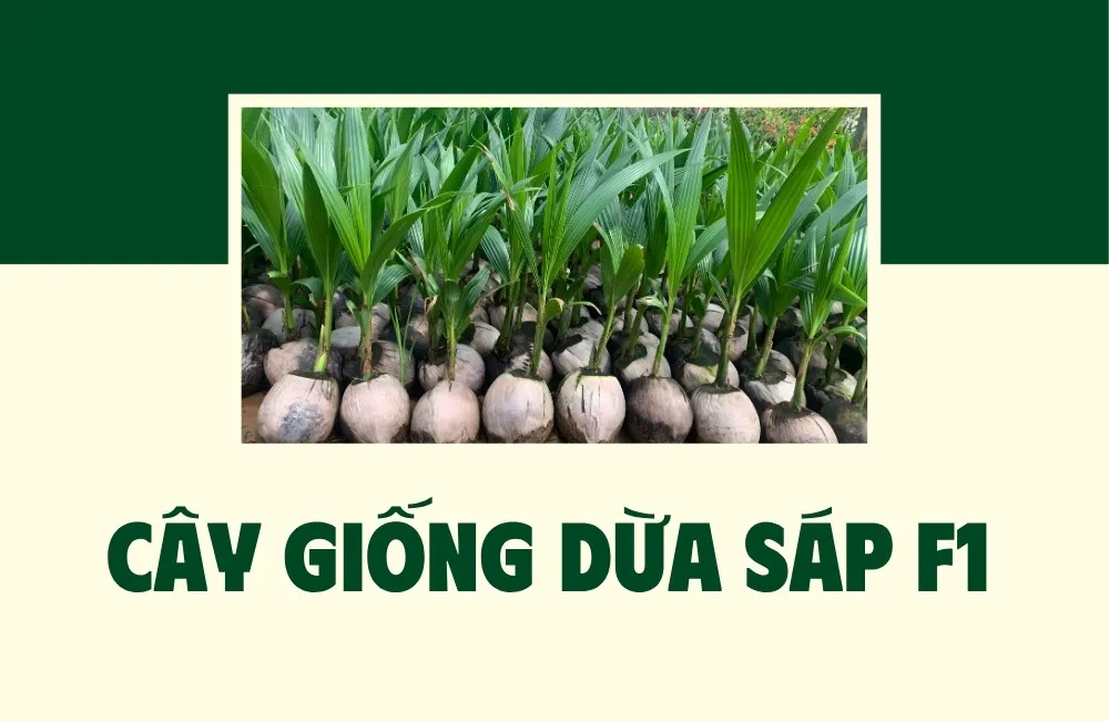 cây giống dừa sáp f1
