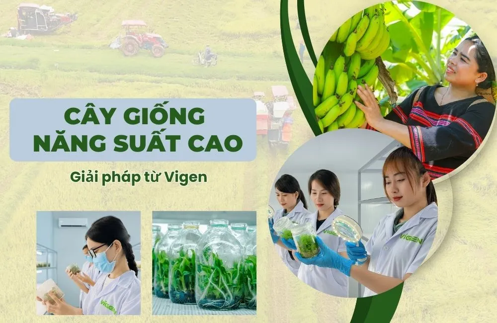 Cây giống năng suất cao