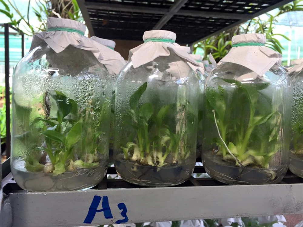 Cây giống trong mô hình trồng chuối cấy mô được nuôi trong môi trường vô trùng, đảm bảo sạch bệnh và di truyền