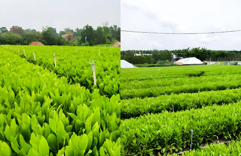 Các giống keo cấy mô phổ biến hiện nay