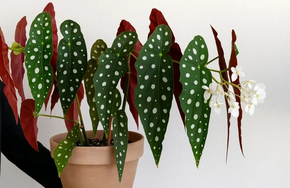 Kiểng lá đột biến 