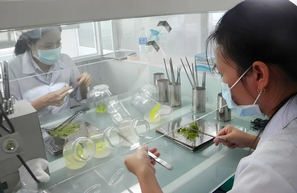 Cấy mẫu vào môi trường dinh dưỡng