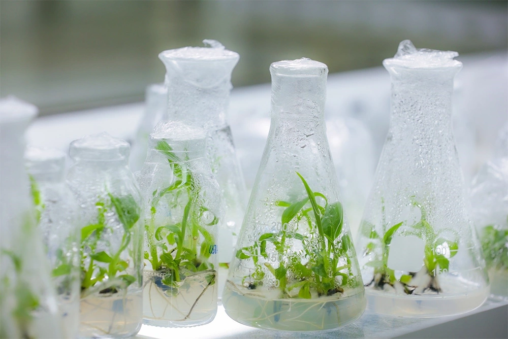 Lọ thí nghiệm chứa mẫu chuối trong môi trường dinh dưỡng có bổ sung cytokinin (BAP) để kích thích phát triển chồi non