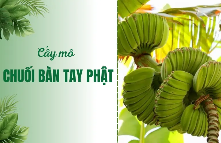 Chuối bàn tay Phật từ văn hóa, dinh dưỡng đến ứng dụng và công nghệ cấy mô hiện đại