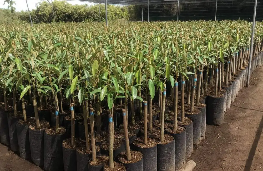 chi phí đầu tư cây mô sầu riêng