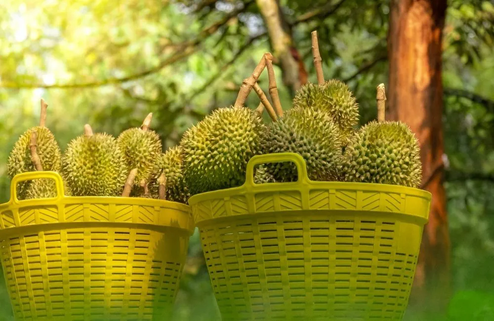 năng suất cây mô sầu riêng