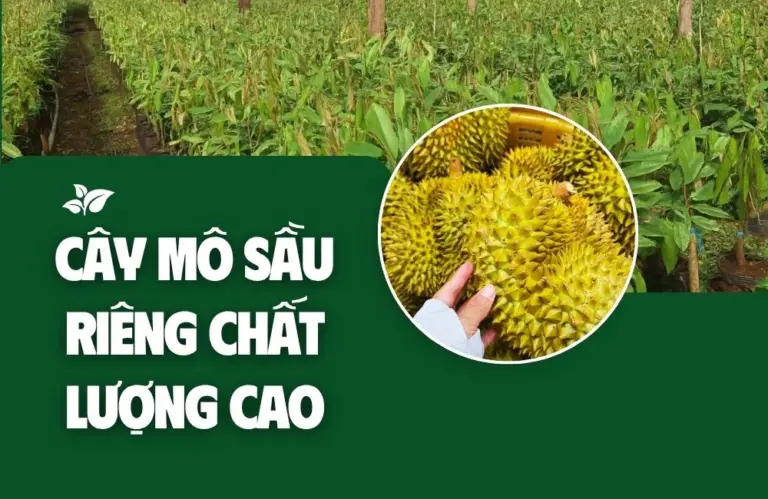 Ưu điểm nổi bật của cây mô sầu riêng chất lượng cao