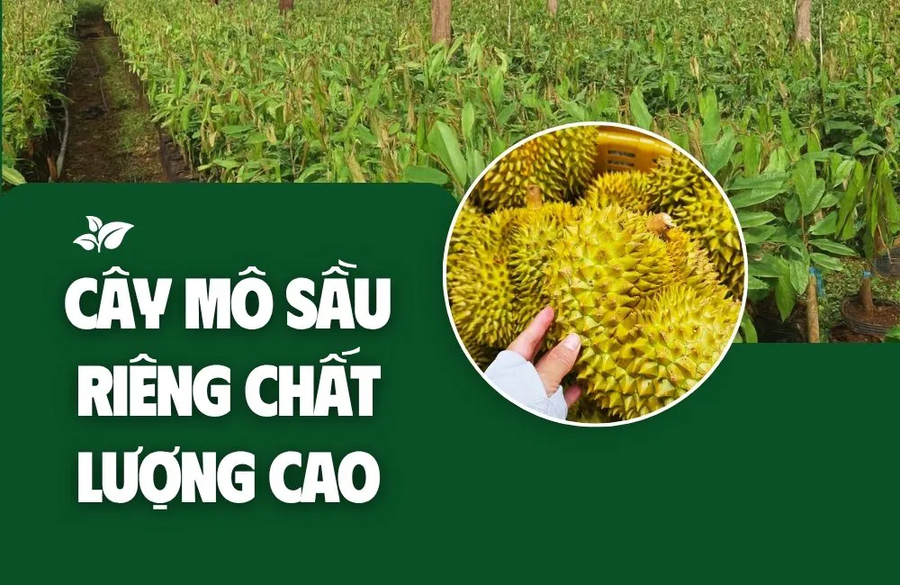 cây mô sầu riêng chất lượng cao