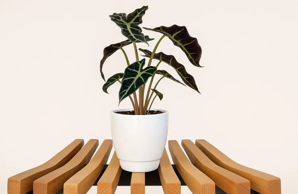 Cây kiểng lá Alocasia Polly