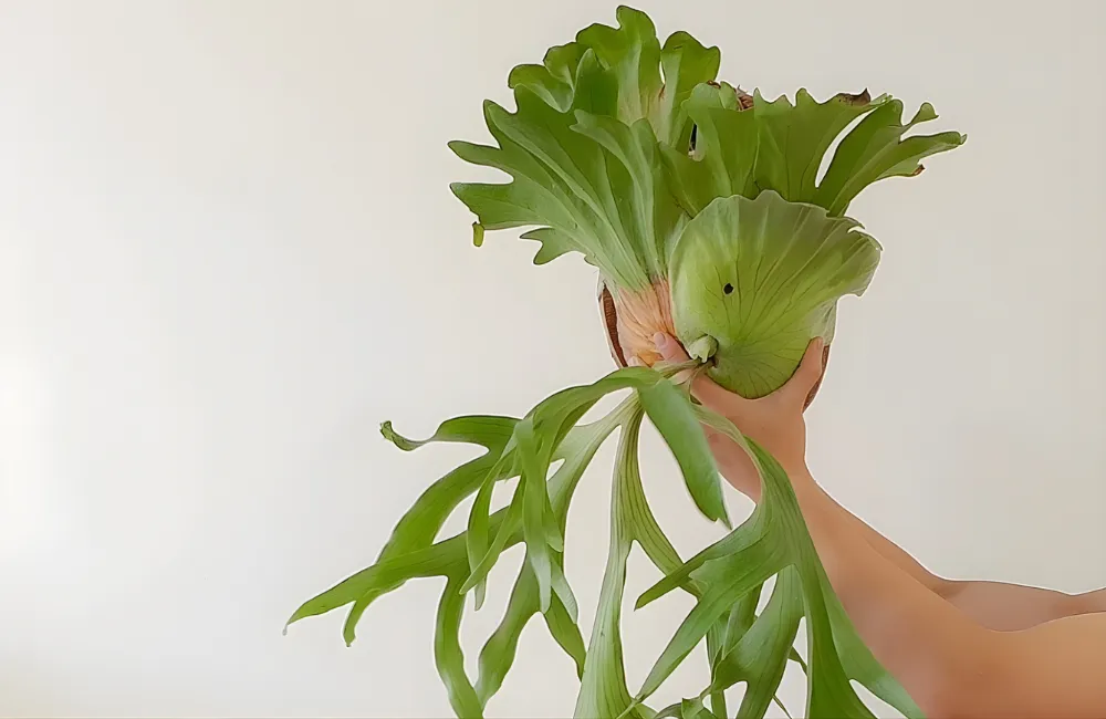 Cách chăm sóc ổ rồng cấy mô