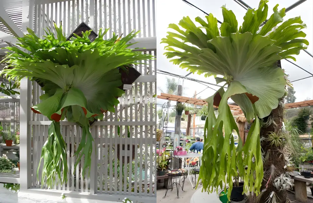 Giá cây ổ rồng cấy mô trên thị trường