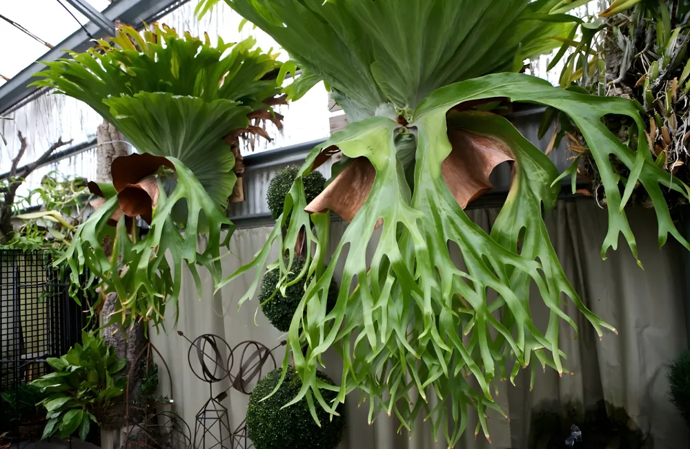 Đặc điểm sinh trưởng của cây ổ rồng cấy mô