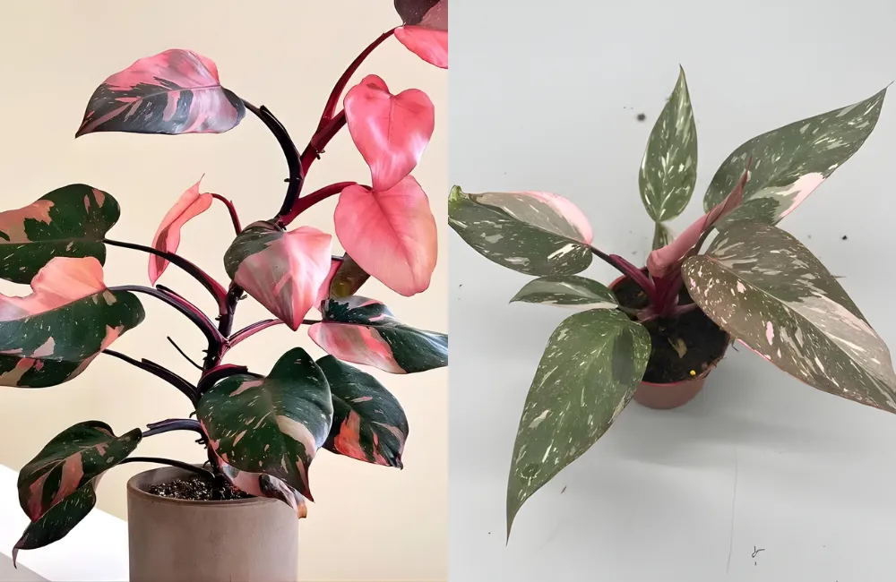 Đặc điểm sinh học của cây Pink cấy mô