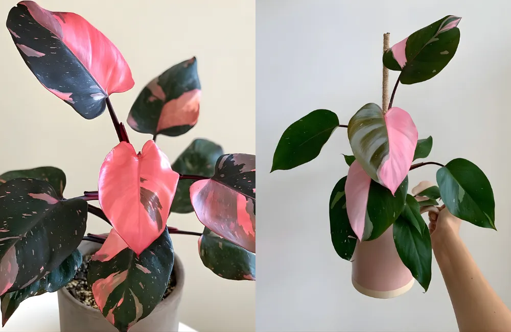 Cây Pink cấy mô là gì?