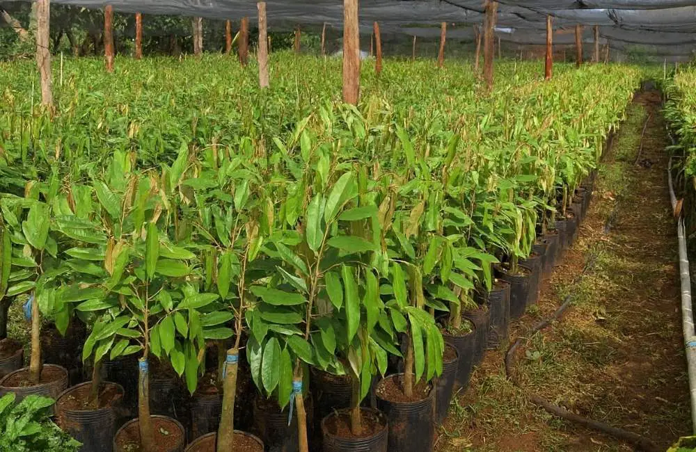 môi trường nuôi cấy mô sầu riêng