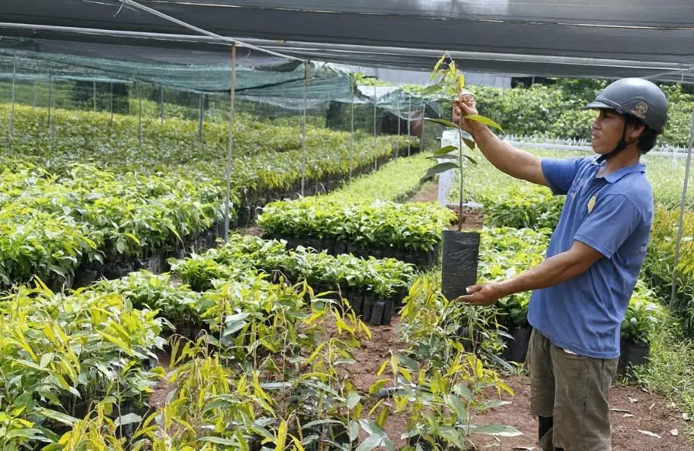 chăm sóc sầu riêng cấy mô