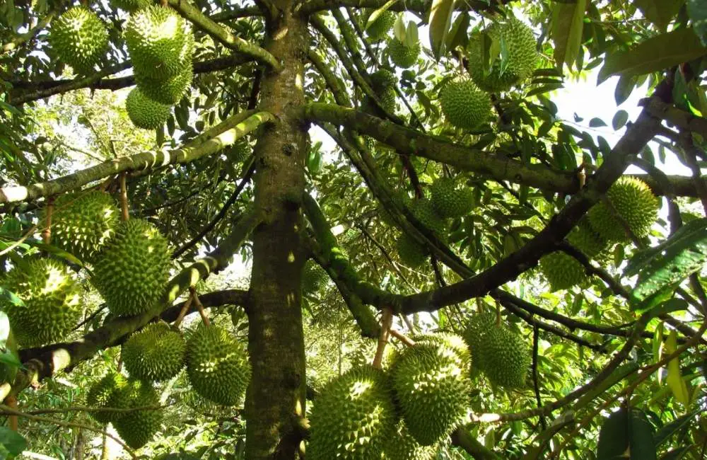 cây sầu riêng cấy mô