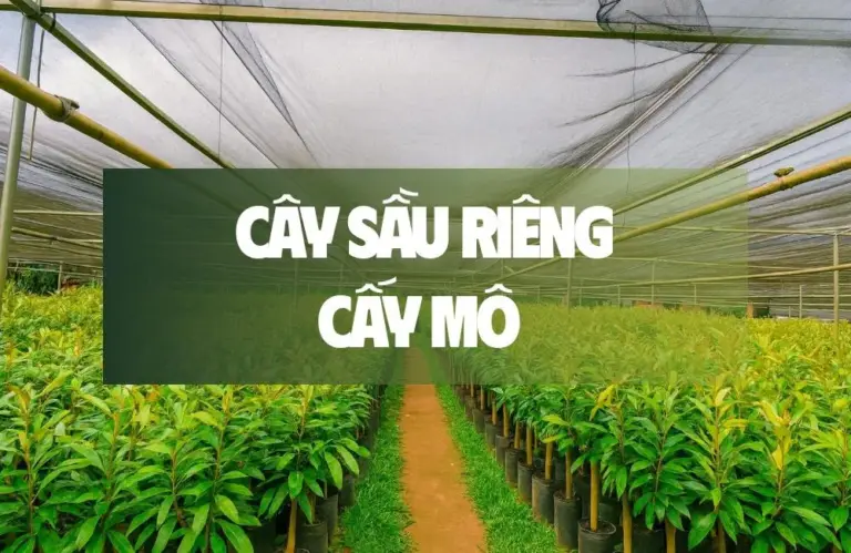 Kỹ thuật tạo cây sầu riêng cấy mô chất lượng cao