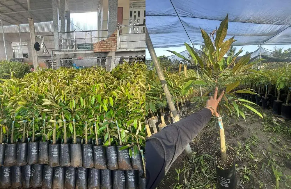 xử lý mẫu mô cây sầu riêng giống mô