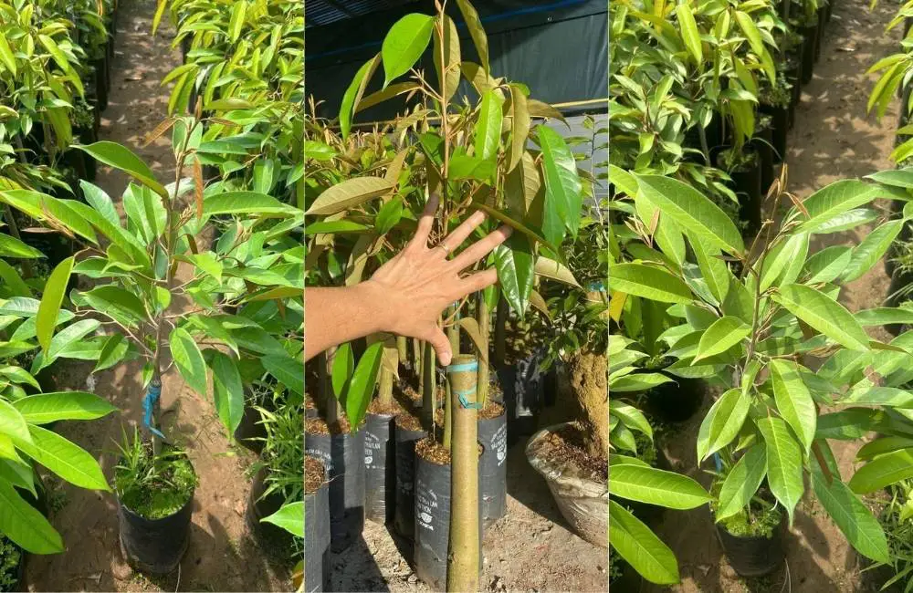 môi trường nuôi cấy sầu riêng